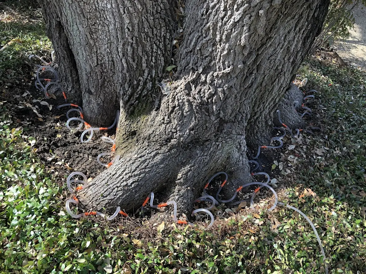 Detailed Shrub and Hedge Trimming job site in Thorndike