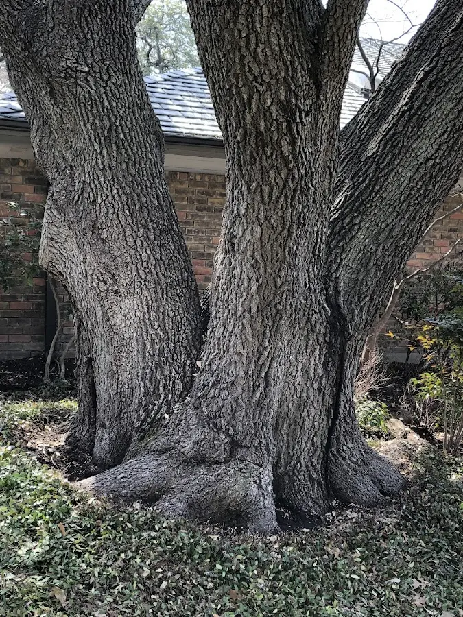 Mature heritage tree close to a Thorndike property cared for by certified arborists